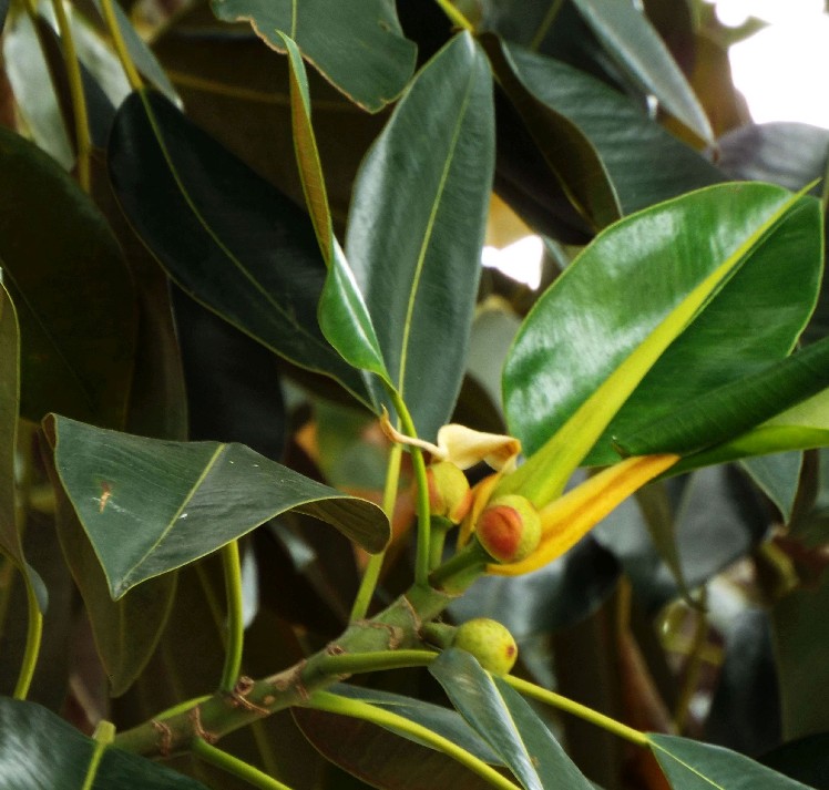 Alberi in Australia: ficus.